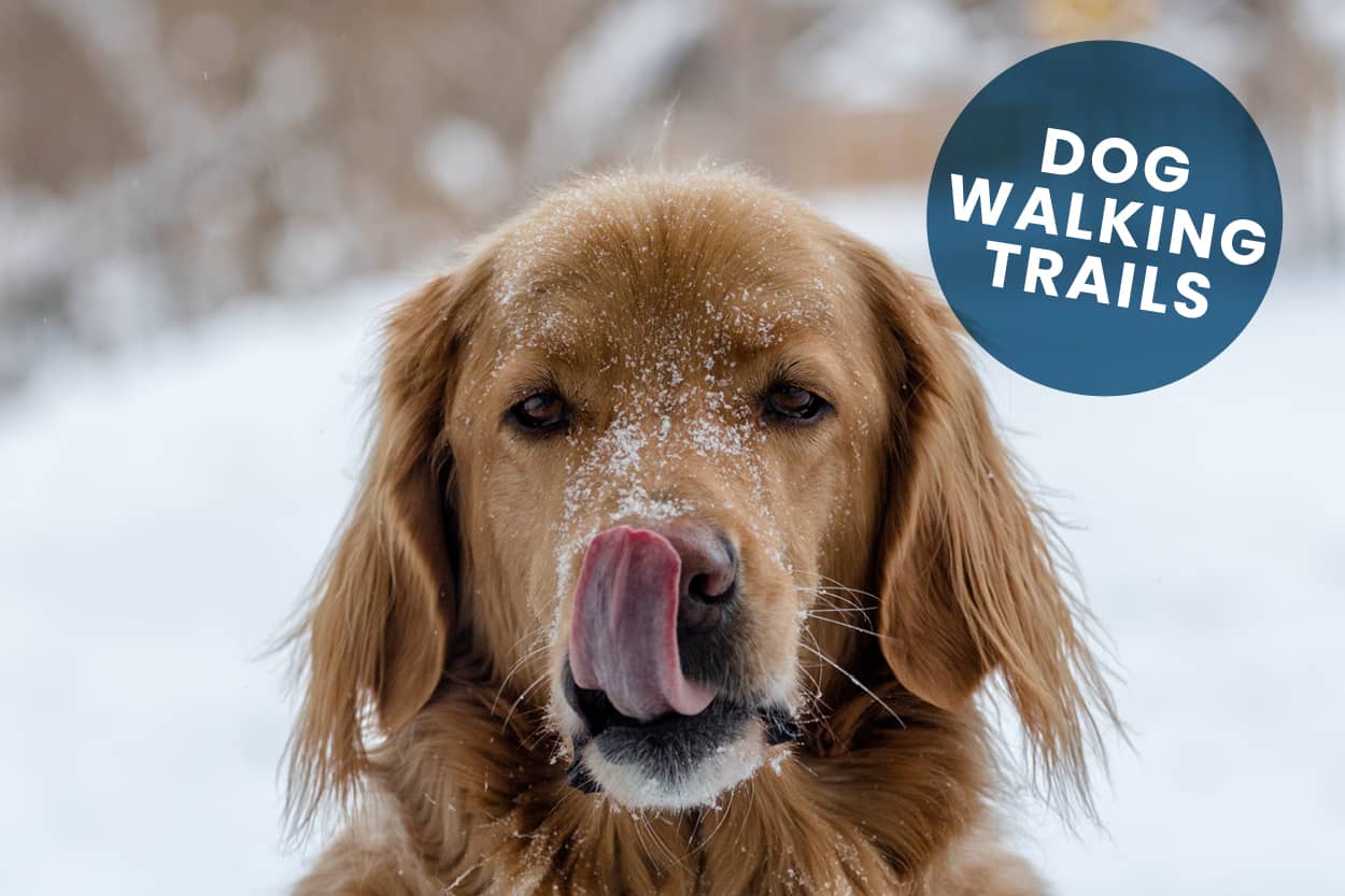 Dog Walking Trails